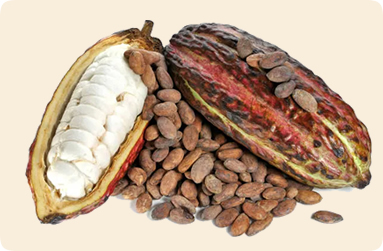 Cocoa Beans
